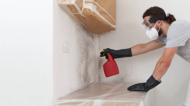 Basement Mold Remediation treatment on basement walls in Partlow