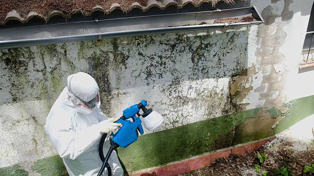 Mold Removal service in Partlow